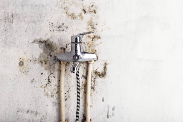 Best Affordable Mold Removal  in Newburyport, MA
