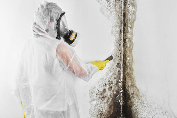 Mold Testing and Removal in Newburyport, MA