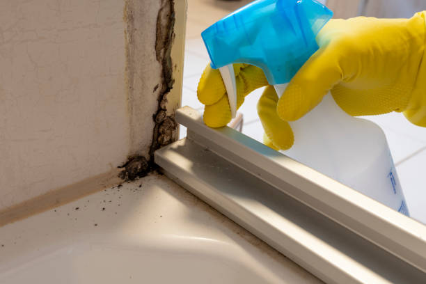 Best Fast Mold Removal  in Newburyport, MA