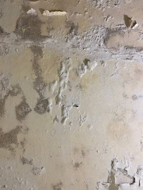 Best Mold Inspection  in Newburyport, MA