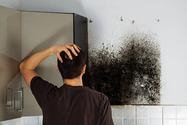Best Mold Testing  in Newburyport, MA
